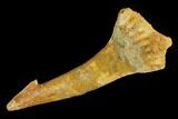 Fossil Sawfish (Onchopristis) Rostral Barb - Morocco #145584-1